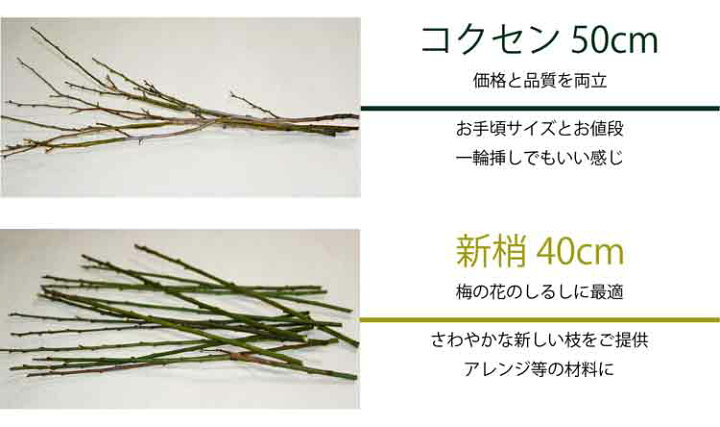 楽天市場 梅の花 90cm以下 5本程度 生花 切り花 高野槇と春夏秋冬の花枝 花木屋