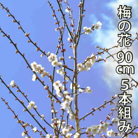 【2024年12月16日以降お届け】梅の花 90cm以下 10本程度 生花 切り花
