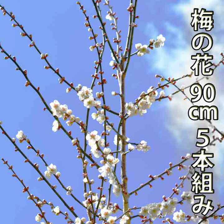 楽天市場 梅の花 90cm以下 5本程度 生花 切り花 高野槇と春夏秋冬の花枝 花木屋