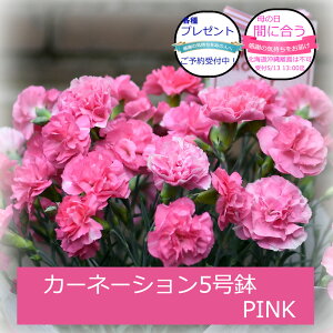 カーネーション 鉢植え 母の日 5号 レッド ピンク プレゼント ギフト 2026