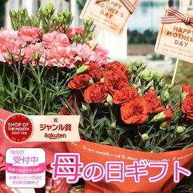 【2025年母の日ご予約】 母の日 カーネーション 鉢植え 鉢 5号 レッド ピンク プレゼント ギフト