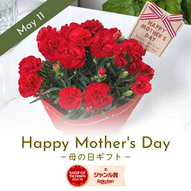 カーネーション 鉢植え 母の日 5号 レッド ピンク プレゼント ギフト 2026