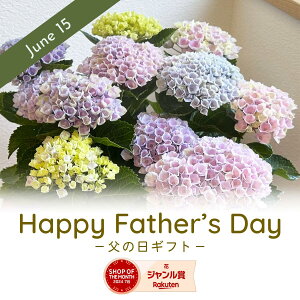 紫陽花 秋色アジサイ マジカルレボリューション 鉢花 鉢花ギフト ブルー ピンク グラデーション 花鉢 花鉢ギフト 5号 色変り アジサイ あじさい ハイドランジア 鉢植え 花 母の日 父の日 誕