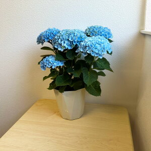 アジサイ 紫陽花 鉢植え」の人気商品一覧・価格比較 - 価格.com