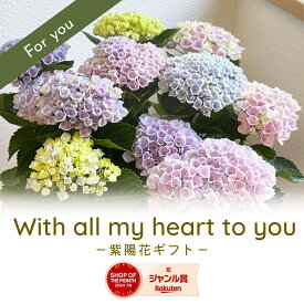 紫陽花 秋色アジサイ マジカルレボリューション 鉢花 鉢花ギフト ブルー ピンク グラデーション 花鉢 花鉢ギフト 5号 色変り アジサイ あじさい ハイドランジア 鉢植え 花 母の日 父の日 誕生日 遅れてごめんね 日本の暑さに強い品種