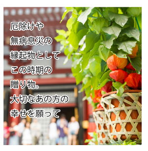 楽天市場 国内農家さん応援 ほおずき 鬼灯 鉢植え 5号鉢 オレンジ 鉢花 花鉢 ギフト 魔除け 縁起物 プレゼント 高野槇と春夏秋冬の花枝 花木屋