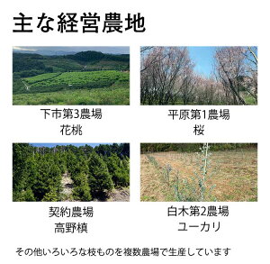ほおずき鬼灯鉢植え5号鉢オレンジ鉢花花鉢ギフト魔除け縁起物