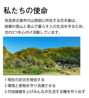 ほおずき鬼灯鉢植え5号鉢オレンジ鉢花花鉢ギフト魔除け縁起物