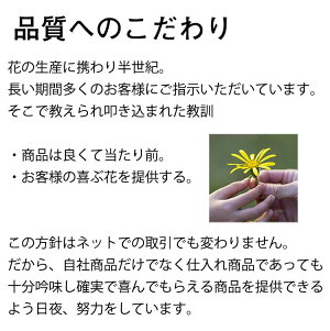 ほおずき鬼灯鉢植え5号鉢オレンジ鉢花花鉢ギフト魔除け縁起物