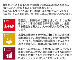 ほおずき鬼灯鉢植え5号鉢オレンジ鉢花花鉢ギフト魔除け縁起物