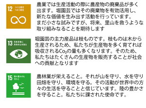 ほおずき鬼灯鉢植え5号鉢オレンジ鉢花花鉢ギフト魔除け縁起物