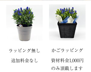 【国内農家さん応援!】りんどう花鉢5号鉢ブルー紫鉢花花鉢ギフト敬老の日プレゼント