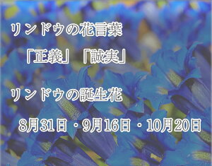 【国内農家さん応援!】【新鮮!7月18日入荷分】ほおずき鬼灯鉢植え5号鉢オレンジ鉢花花鉢ギフト魔除け縁起物プレゼント