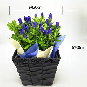 ほおずき鬼灯鉢植え5号鉢オレンジ鉢花花鉢ギフト魔除け縁起物