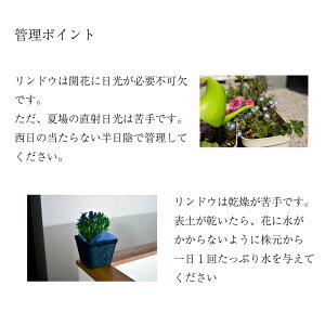 ほおずき鬼灯鉢植え5号鉢オレンジ鉢花花鉢ギフト魔除け縁起物プレゼント