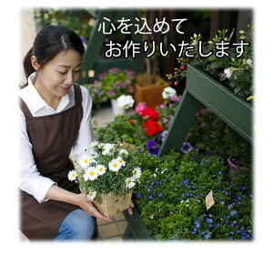 【国内農家さん応援!】りんどう花鉢5号鉢ブルー紫鉢花花鉢ギフト敬老の日プレゼント