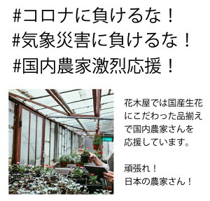 【国内農家さん応援!】りんどう花鉢5号鉢ブルー紫鉢花花鉢ギフト敬老の日プレゼント