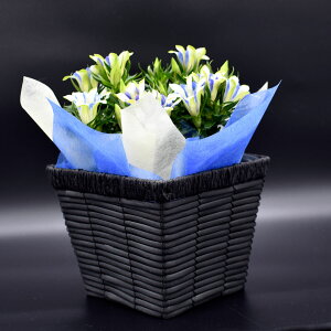 ほおずき鬼灯鉢植え5号鉢オレンジ鉢花花鉢ギフト魔除け縁起物
