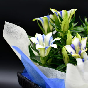 ほおずき鬼灯鉢植え5号鉢オレンジ鉢花花鉢ギフト魔除け縁起物