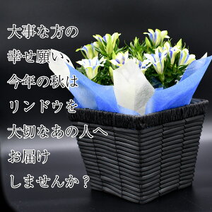 ほおずき鬼灯鉢植え5号鉢オレンジ鉢花花鉢ギフト魔除け縁起物