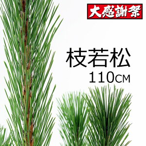 �y�y�V���ӍՃ|�C���g�A�b�v���N�[�|���z�}�ᏼ ���� 2L �����i 115cm�O�� 1�{ ������