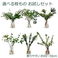 花木屋 選べる枝もの お試しセット 約40〜50cm 花瓶セット選択可 ユーカリ ドウダンツツジ アセビ 高野槙…