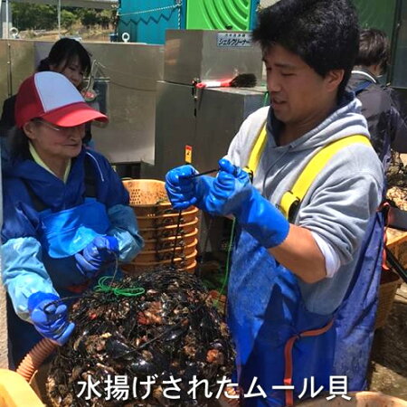 楽天市場 生ムール貝 小 1kg三陸宮城県産 漁師直送 活ムール貝 イガイ ムラサキ貝 カラス貝 三陸カキ漁師 海遊
