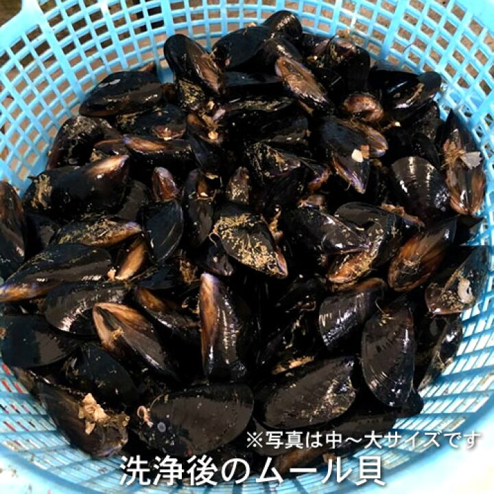 楽天市場 生ムール貝 小 1kg三陸宮城県産 漁師直送 活ムール貝 イガイ ムラサキ貝 カラス貝 三陸カキ漁師 海遊