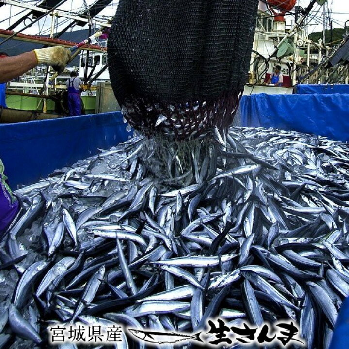 楽天市場 サンマ 新物 生さんま 刺身用 10尾 鮮さんま 鮮サンマ 秋刀魚 お刺し身 国産 宮城県 三陸 直送 生 冷蔵 海水氷詰め 鮮度抜群 塩焼き 煮付け ひもの 食のふるさと トロさんま 産直 おススメ 期間限定 お取り寄せ 送料無料 感動 産地直送 生産者支援 冬ギフト 楽天市場 サンマ 新物 生さんま 刺身用 10尾 鮮さんま 鮮サンマ 秋刀魚 お刺し身 国産 宮城県 三陸 直送 生 冷蔵 海水氷詰め 鮮度抜群 塩焼き 煮付け ひもの 食のふるさと トロさんま 産直 おススメ 期間限定 お取り寄せ 送料無料 感動 産地直送 生産者支援 冬ギフト