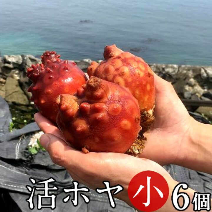 楽天市場 ホヤ 活ほや 雄勝湾産 小 6個活海鞘 活ホヤ三陸宮城県産 漁師直送 バーベキュー q 敬老の日 ギフト 三陸カキ漁師 海遊 楽天市場 ホヤ 活ほや 雄勝湾産 小 6個活海鞘 活ホヤ三陸宮城県産 漁師直送 バーベキュー q 敬老の日 ギフト 三陸カキ漁師 海遊