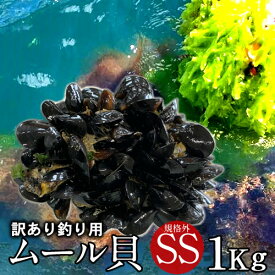 【期間限定9月下旬迄】釣りえさ つりえさ 三陸カキ養殖場 活き ムール貝 極小サイズ 1kg 魚つり用 訳あり規格外［つり餌 釣り用 釣り餌］三陸宮城県 石巻雄勝湾産 漁師が朝どり直送 生 ムール貝（イガイ ムラサキ貝 カラス貝）