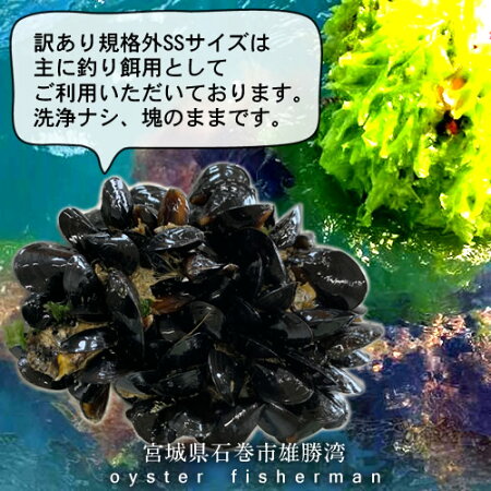 楽天市場 生ムール貝 訳あり規格外 極小サイズ 1kg三陸宮城県産 漁師直送 活ムール貝 イガイ ムラサキ貝 カラス貝 三陸カキ漁師 海遊