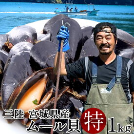 生ムール貝 特大 1kg三陸宮城県 石巻産 漁師直送 活ムール貝［産直海鮮ギフト］