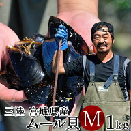 今が旬／三陸ムール貝［中］1kg【満天青空レストラン】殻付き 活ムール貝 宮城県石巻産 雄勝湾 とれたて…