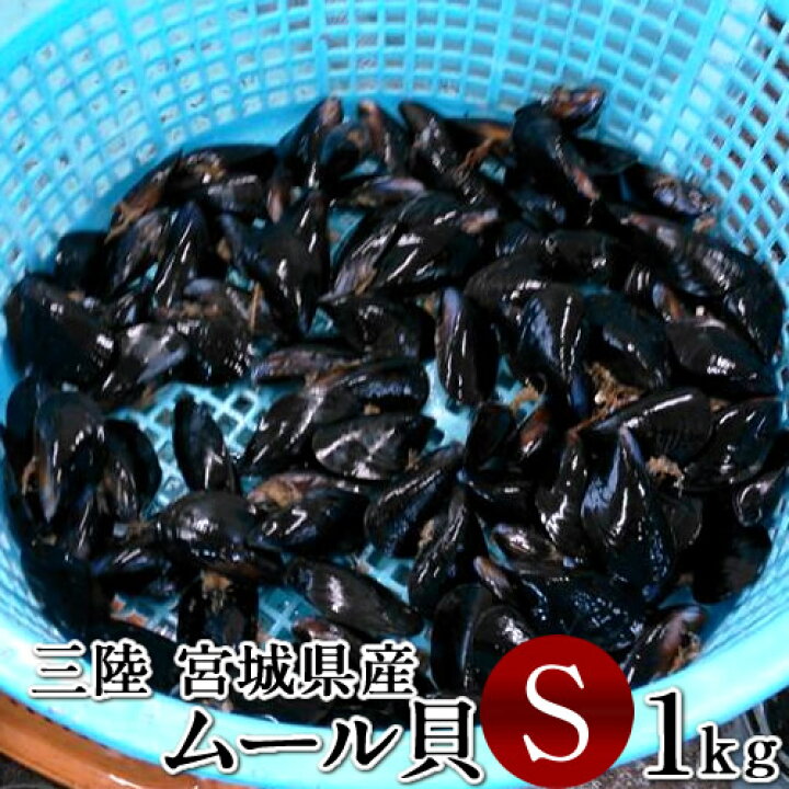 楽天市場 生ムール貝 小 1kg三陸宮城県産 漁師直送 活ムール貝 ムールガイ イガイ ムラサキ貝 カラス貝 敬老の日 ギフト 三陸カキ漁師 海遊
