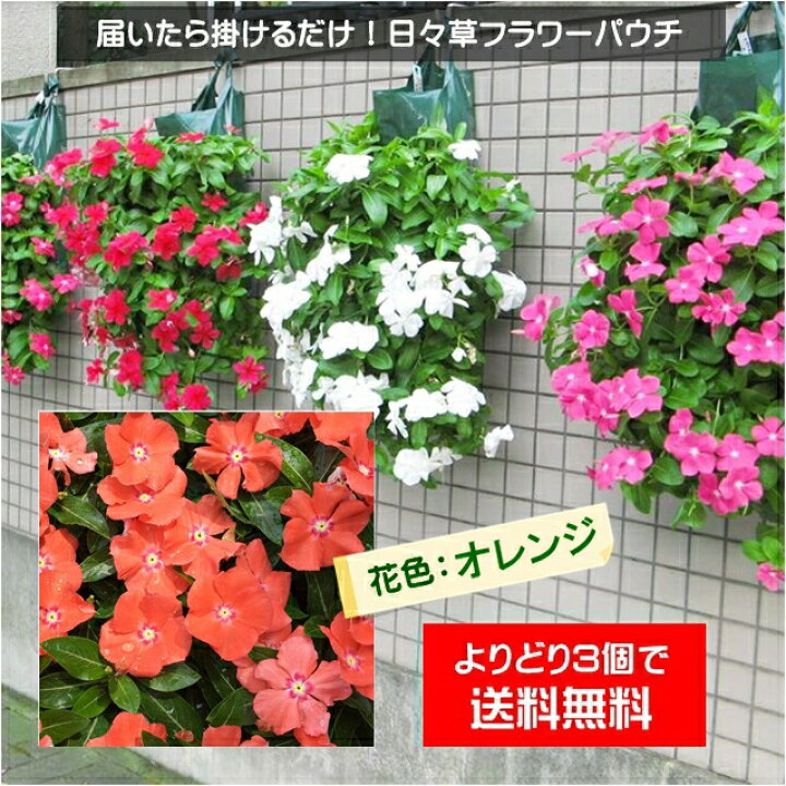楽天市場 植え込んでお届け 日々草フラワーパウチ 花色 オレンジ系 産直花だん屋