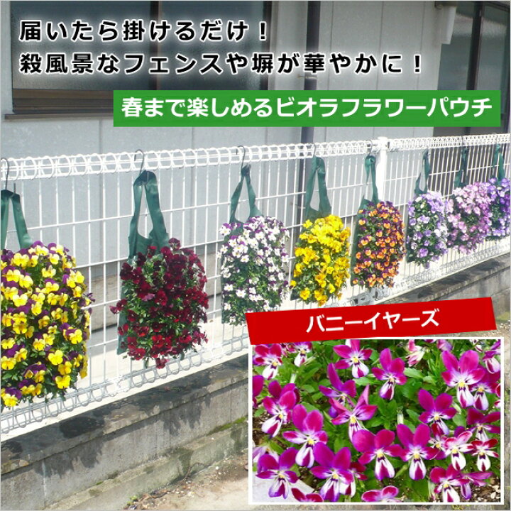 楽天市場 ビオラフラワーパウチ バニーイヤーズ 産直花だん屋