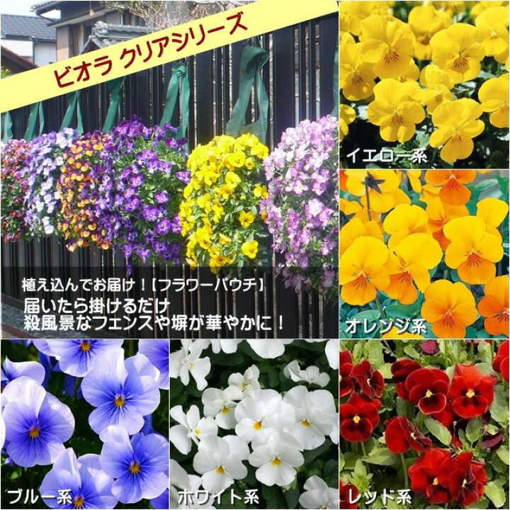 楽天市場 ビオラフラワーパウチ クリアシリーズ 産直花だん屋
