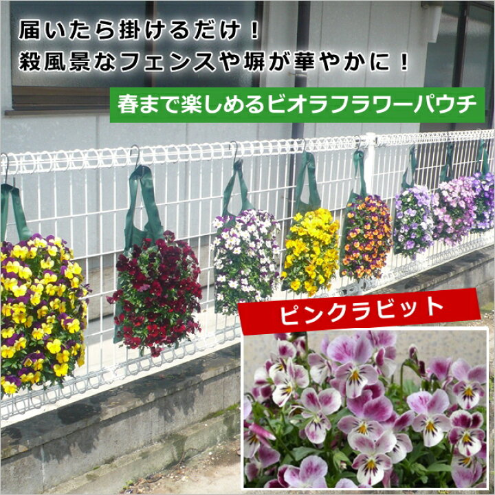 楽天市場 ビオラフラワーパウチ ピンクラビット 産直花だん屋 楽天市場 ビオラフラワーパウチ ピンクラビット 産直花だん屋