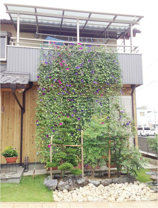 楽天市場 イポメア属 曜白アサガオ3号ポット3ポットセット 産直花だん屋