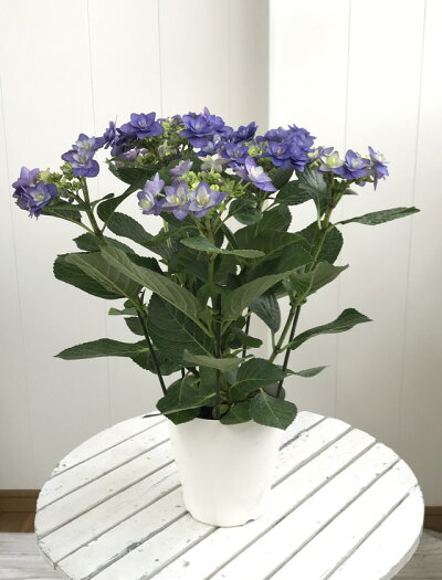 楽天市場 アジサイ属 鉢花ガクアジサイkamoセレクション卑弥呼5号プラ鉢 産直花だん屋