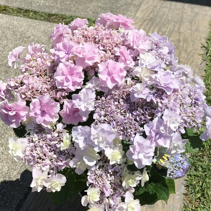 楽天市場 アジサイ属 鉢花ガクアジサイkamoセレクションおはよう5号プラ鉢 産直花だん屋