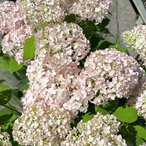 yAWTCzAix  ptF3.5|bg