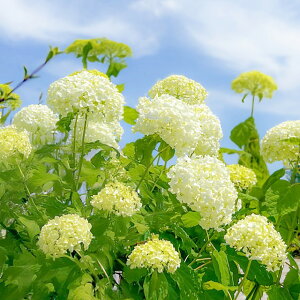 yAWTCzA{bZXC̃Aixi؂߂cj