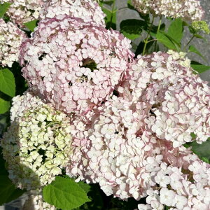 yAWTCzAixrRbeBV} 3.5|bg