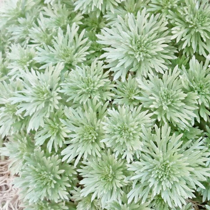 楽天市場】【アルテミシア属】アサギリソウ（朝霧草）各種 : 産直花だん屋