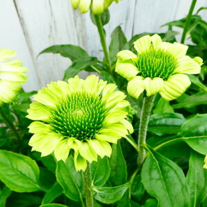 yGLiZAzGLiZA v[[uCY O[3|bg