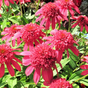 yGLiZAzGLiZA _uXN[v Nx[3|bg