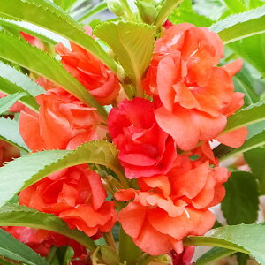 �y�C���p�`�F���X���z�z�E�Z���J (�t�炫�����j3���|�b�g