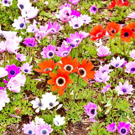 【アネモネ属】アネモネボルドー一重咲 3～3.5号ポット(3株セット）